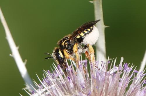 Trachusa integra
